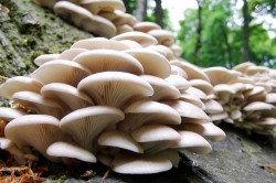 विषालु च्याउ खाँदा डोटीमा ११ जना बिरामी